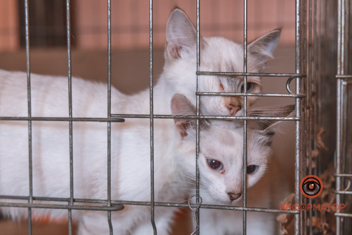 Семья котят в клетке приюта Семья котят в клетке приюта