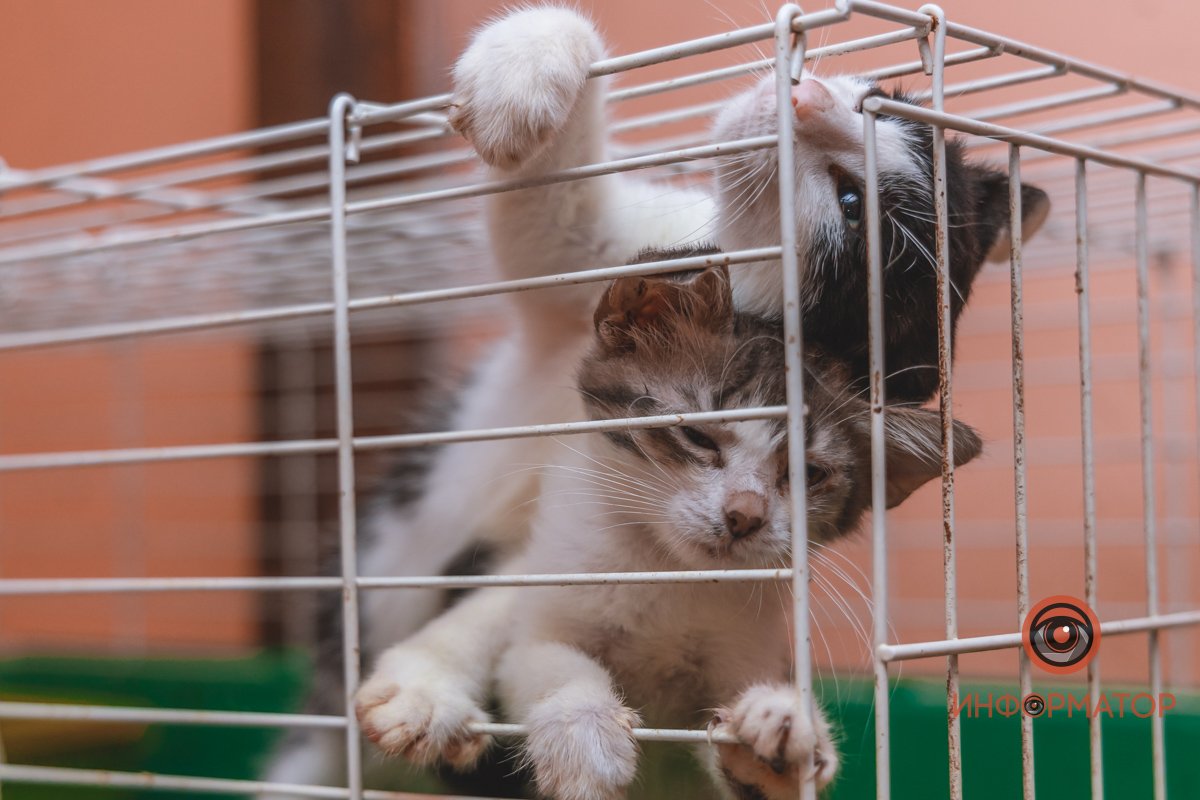 Котята играются в клетке Котята играются в клетке