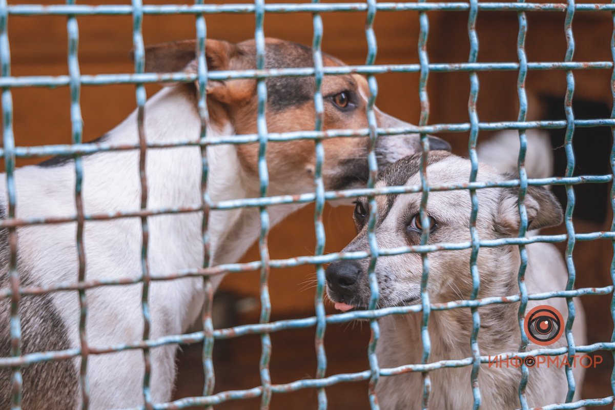 Собаки в вольере во дворе приюта Собаки в вольере во дворе приюта