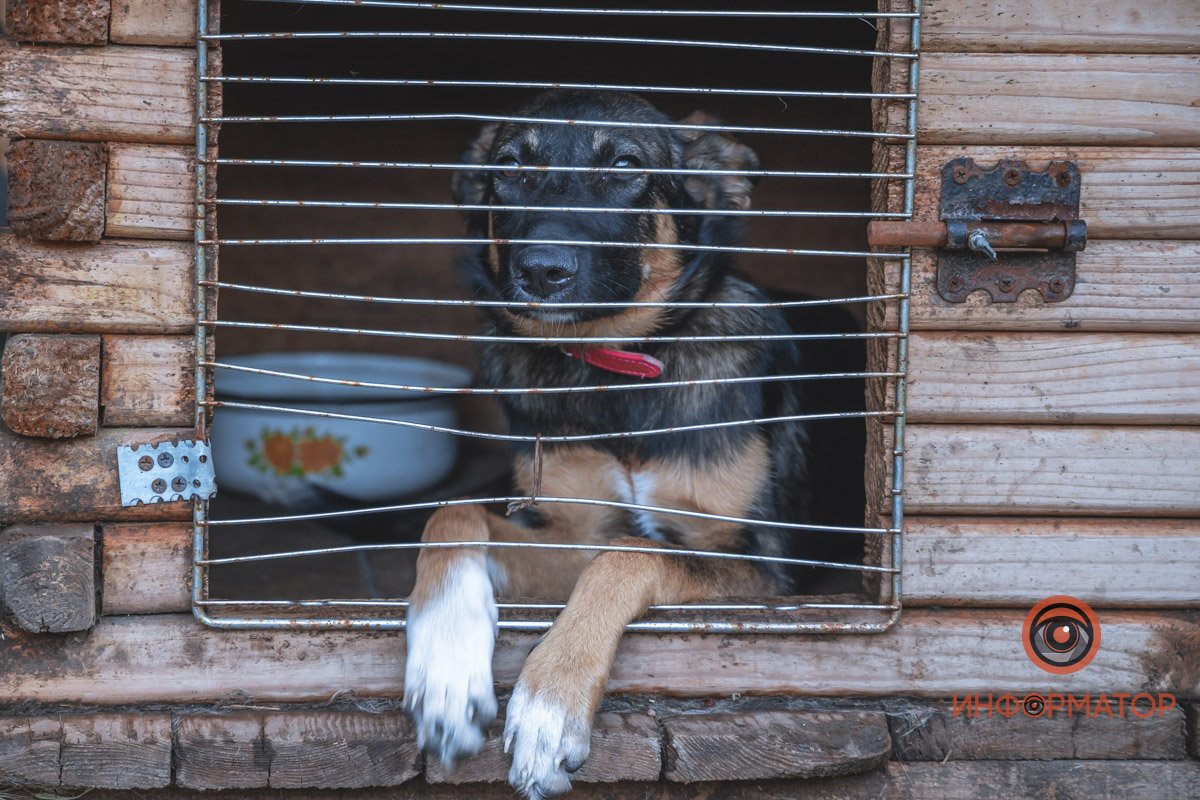 собачка Габриела в вольере во дворе собачка Габриела в вольере во дворе