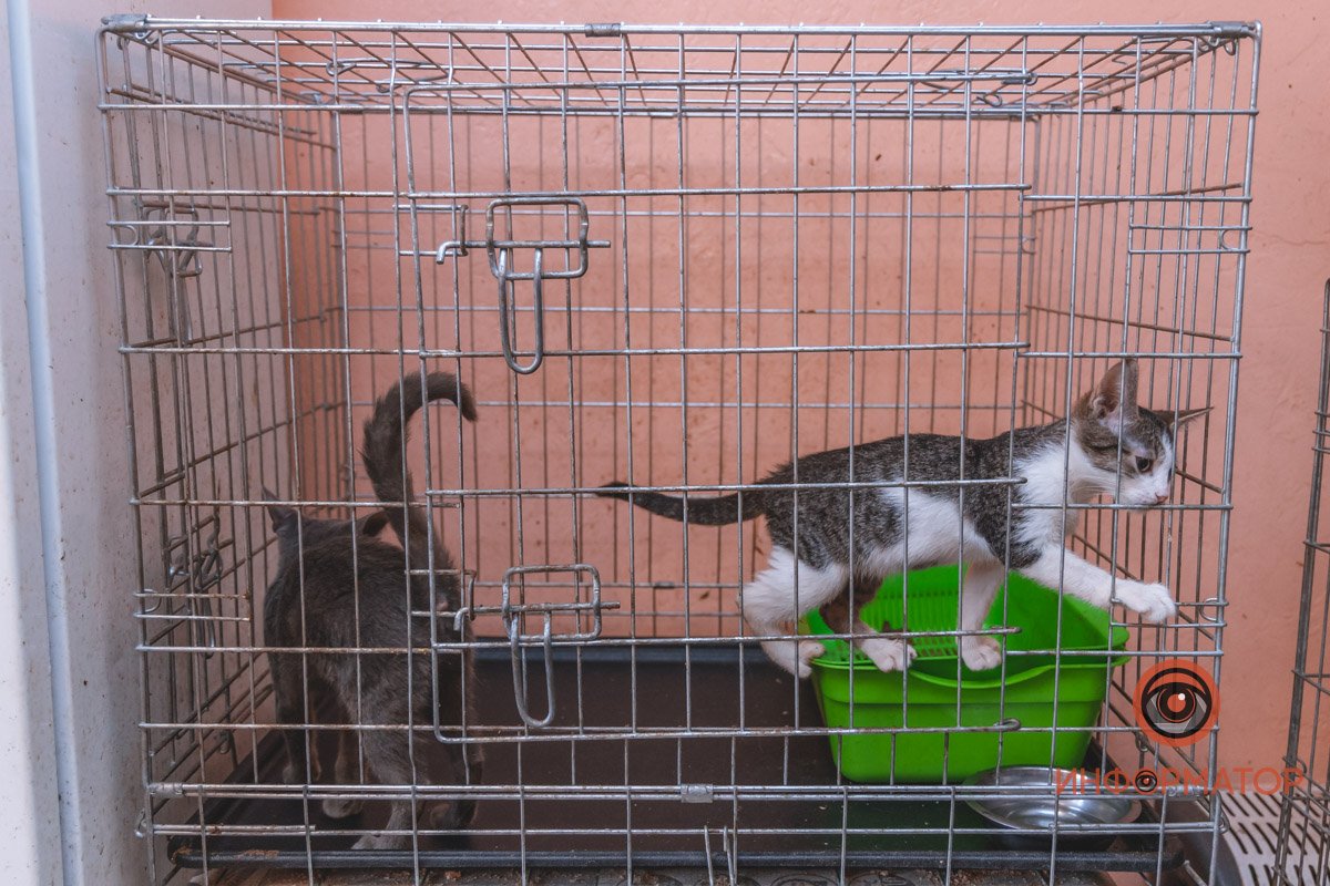 Котята бегают по своей клетке в приюте Котята бегают по своей клетке в приюте