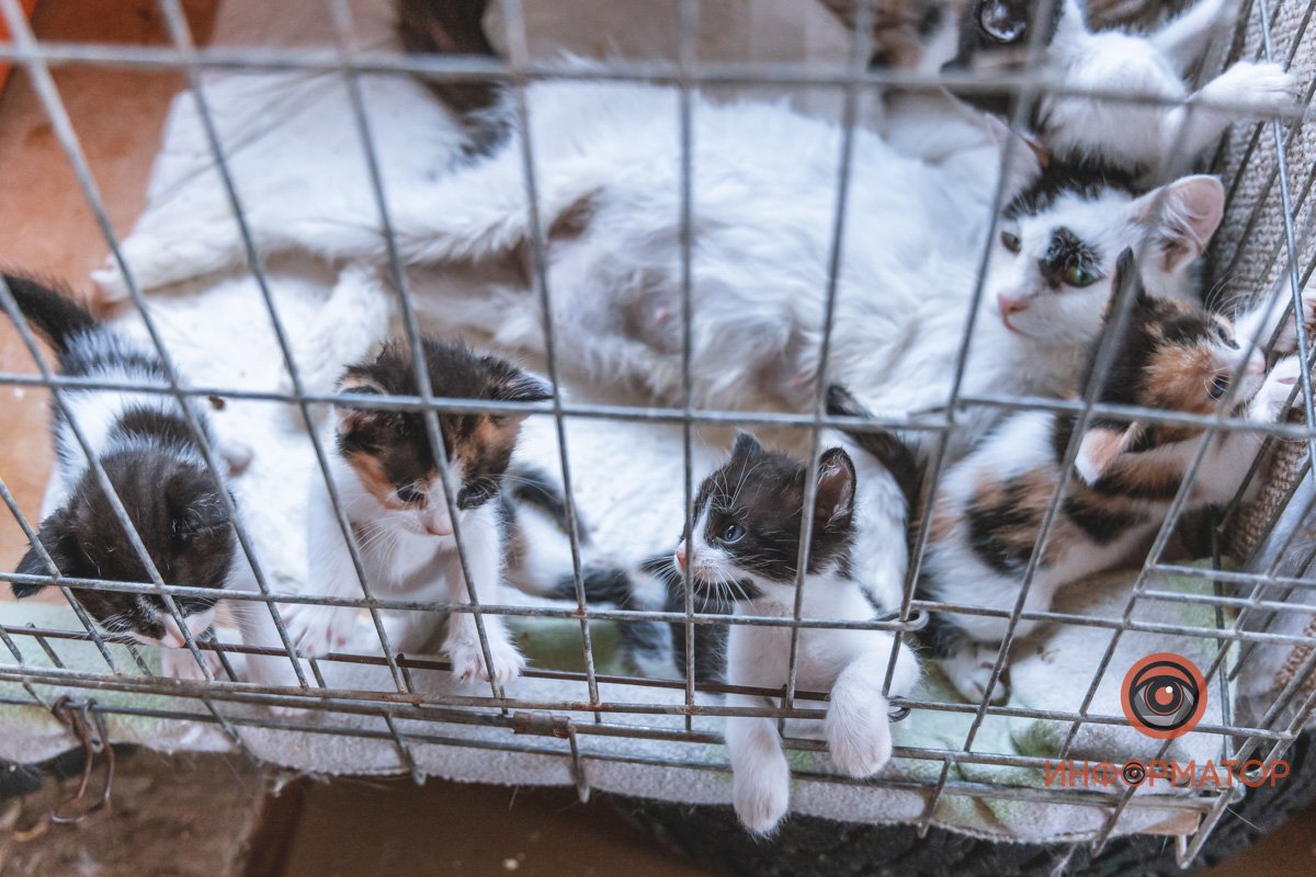 Кошка со своим выводком котят Кошка со своим выводком котят