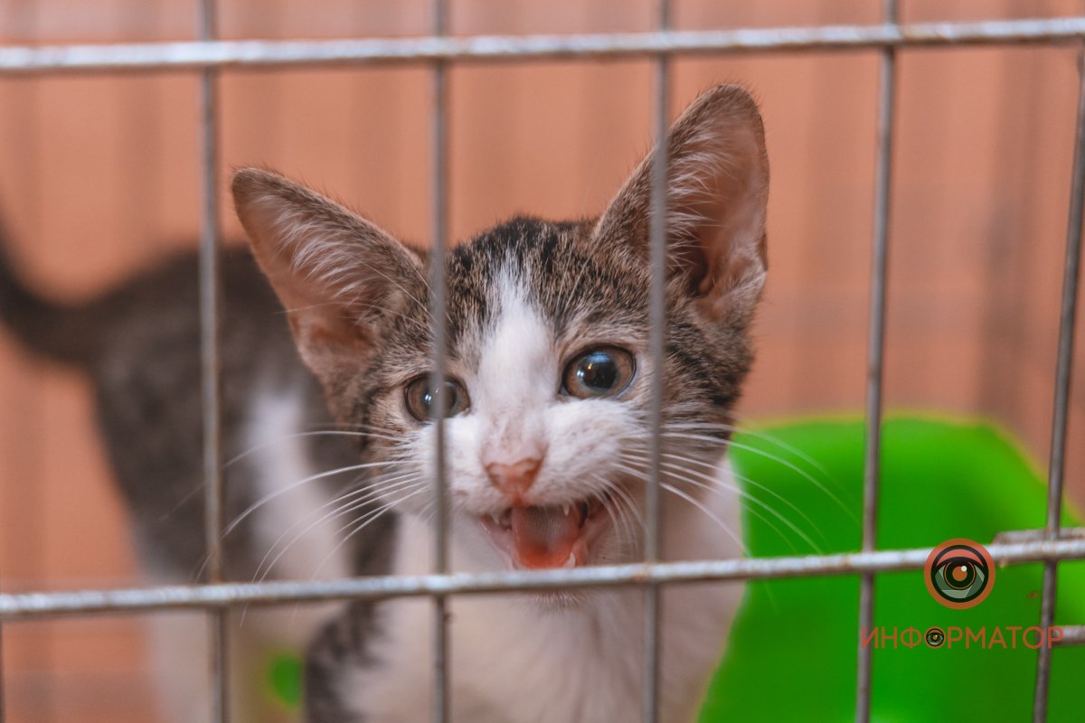 Котенок мяукает в своей клетке Котенок мяукает в своей клетке