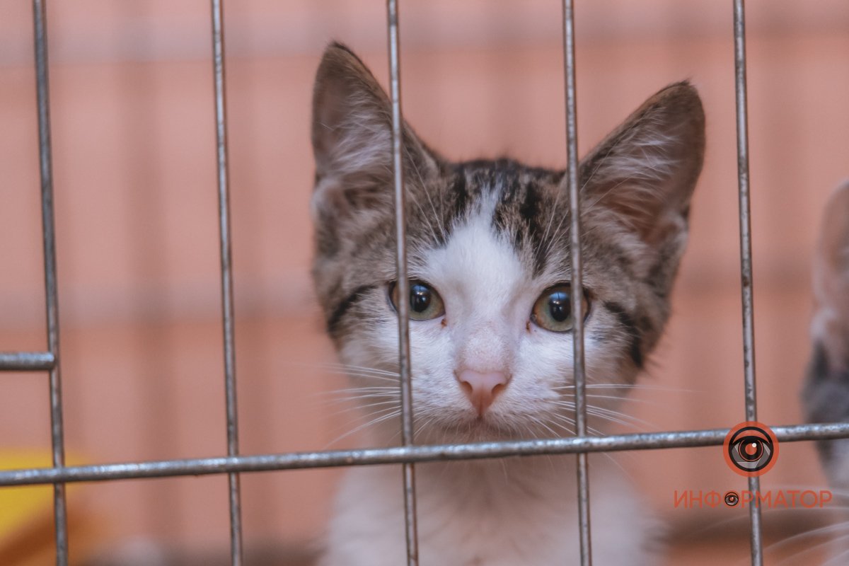 котик за решеткой клетки в приюте котик за решеткой клетки в приюте