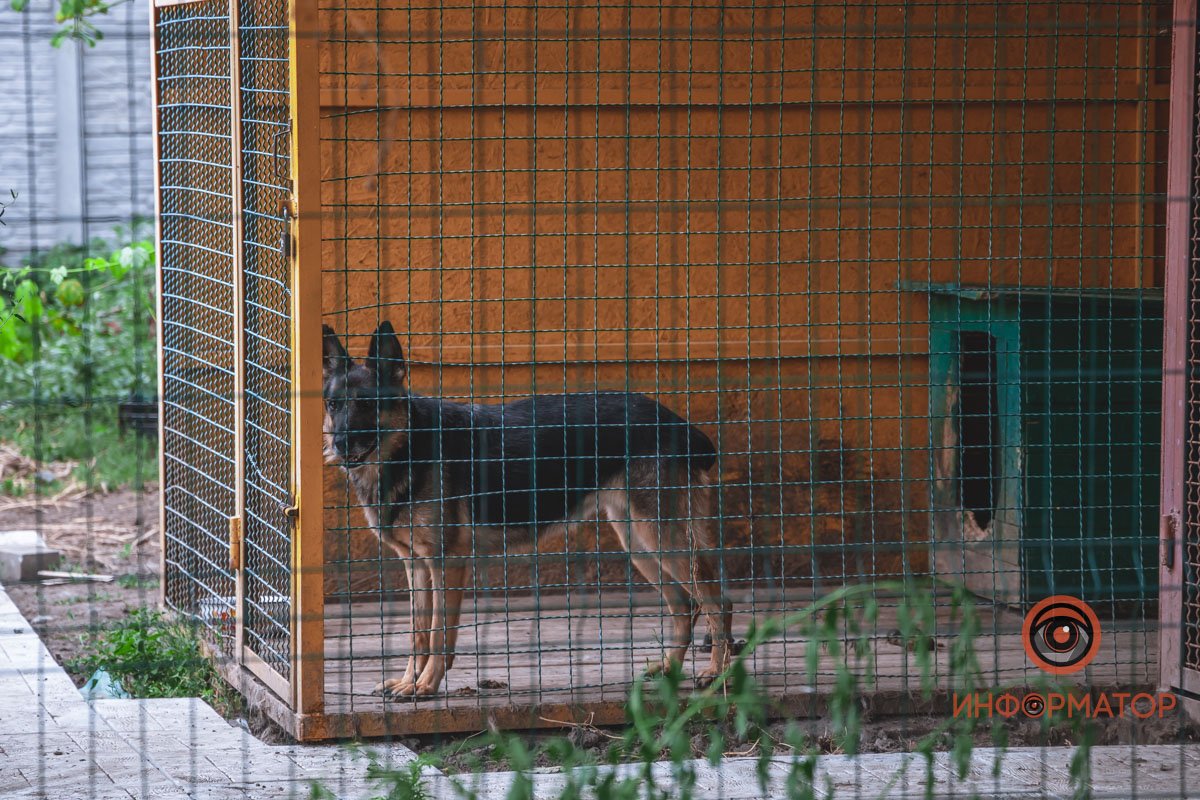 Овчарка в вольере на улице Овчарка в вольере на улице