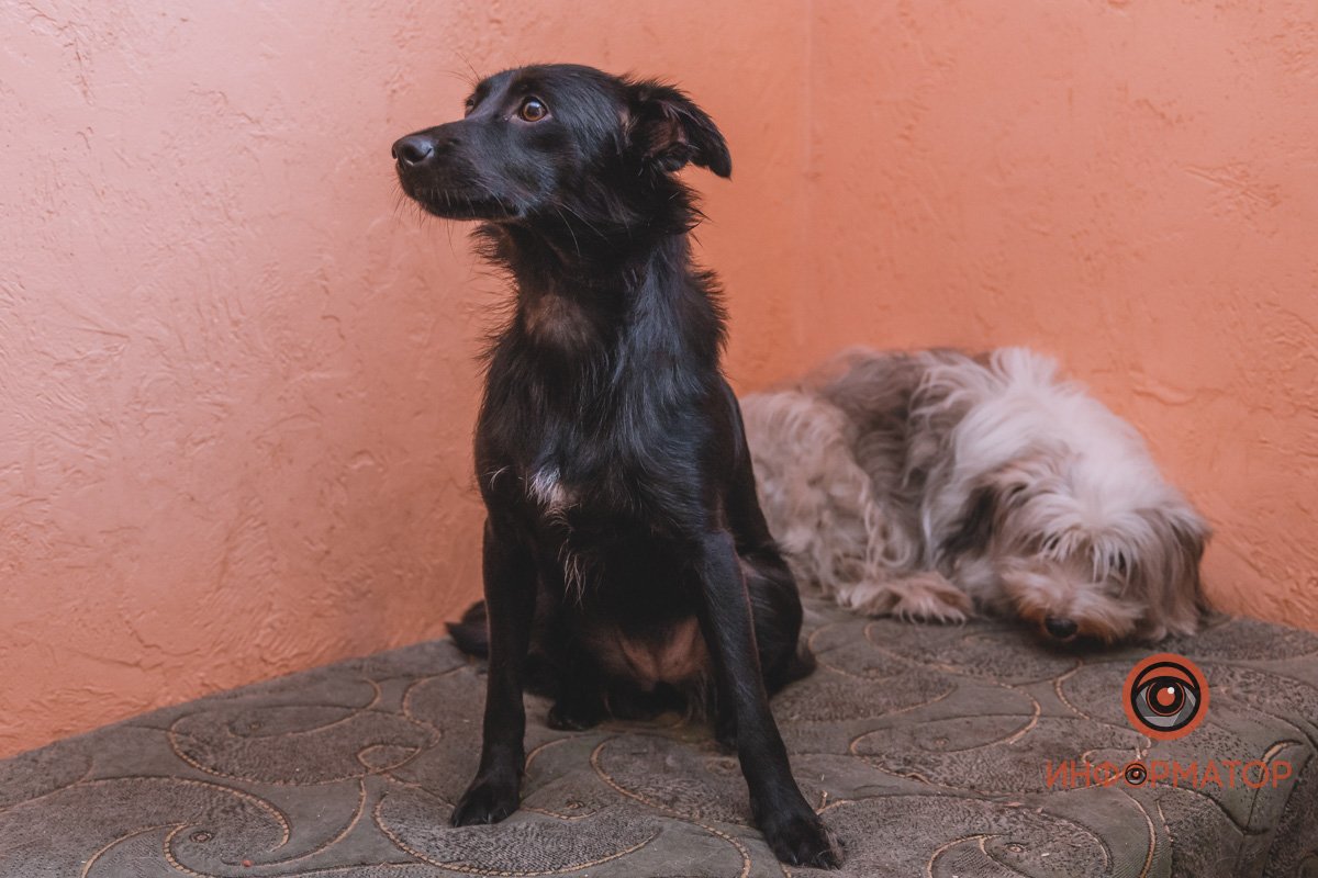 Худая собачка в помещении приюта Худая собачка в помещении приюта