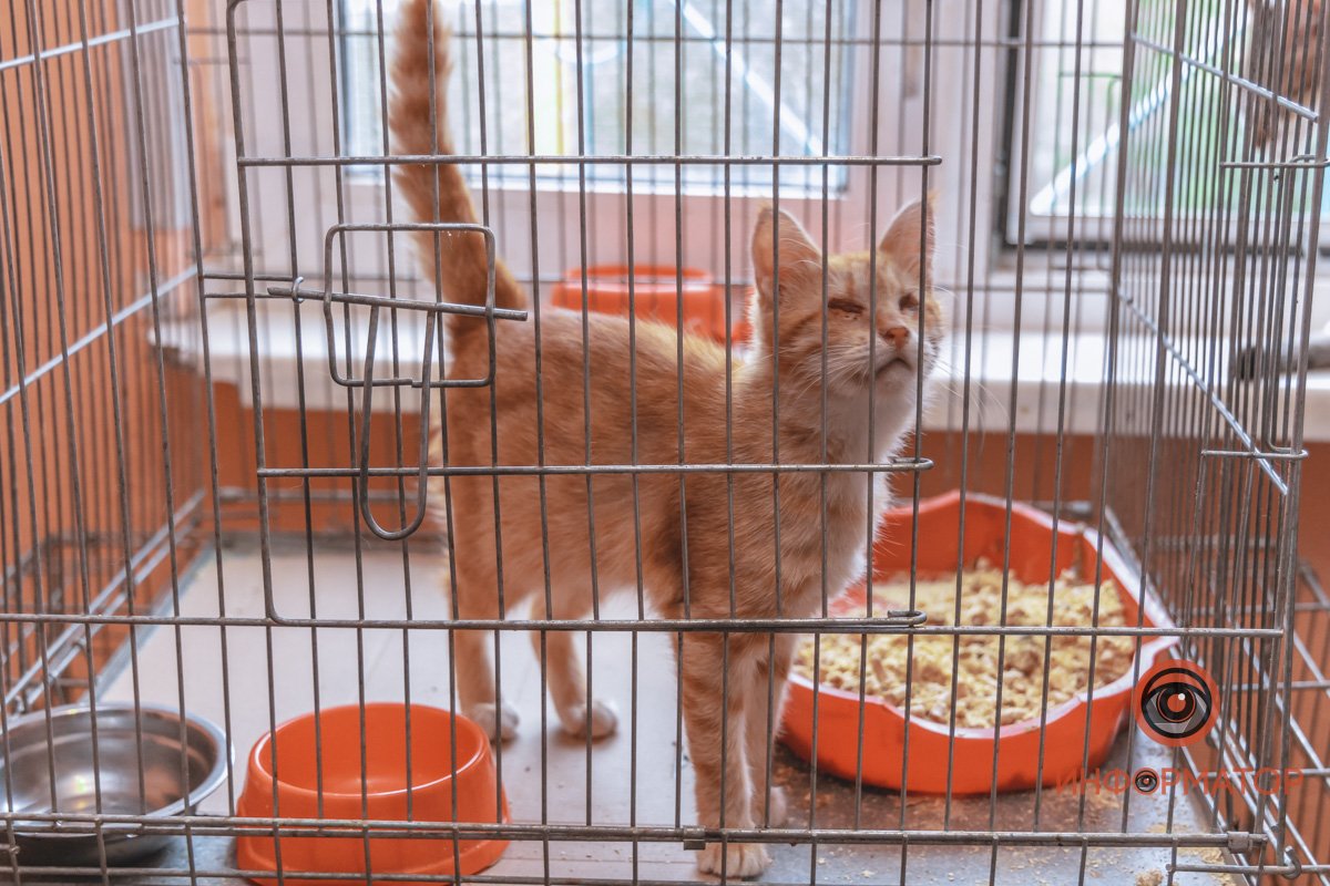 Рыжий котик из мини-приюта ждет хозяина Рыжий котик из мини-приюта ждет хозяина