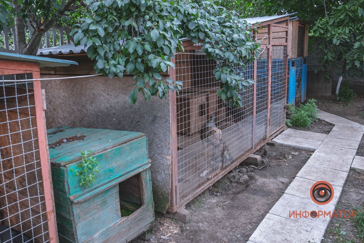 В приюте стоит 15 вольеров, в которых живут собаки В приюте стоит 15 вольеров, в которых живут собаки