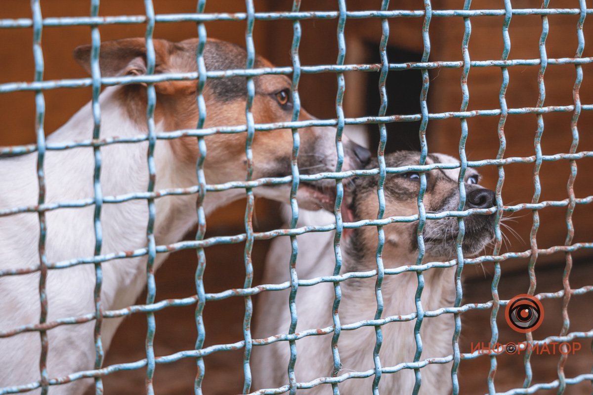 100 животных и один волонтер: в Днепре срочно требуется помощь приюту 15