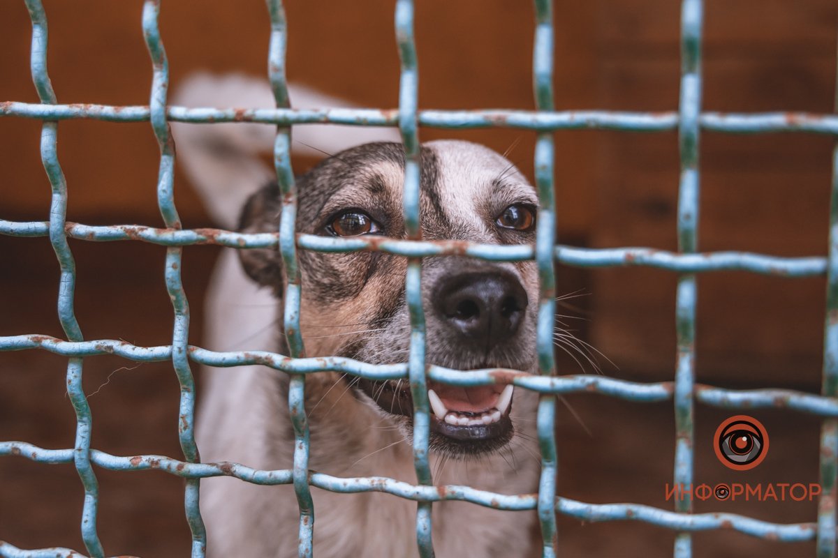 100 животных и один волонтер: в Днепре срочно требуется помощь приюту 16