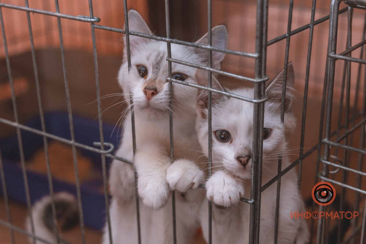 100 животных и один волонтер: в Днепре срочно требуется помощь приюту 18