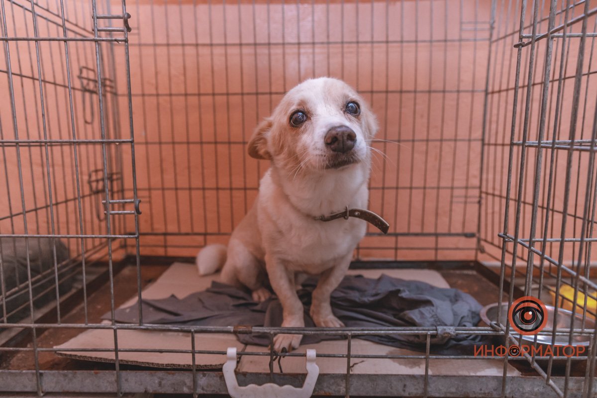 100 животных и один волонтер: в Днепре срочно требуется помощь приюту 19