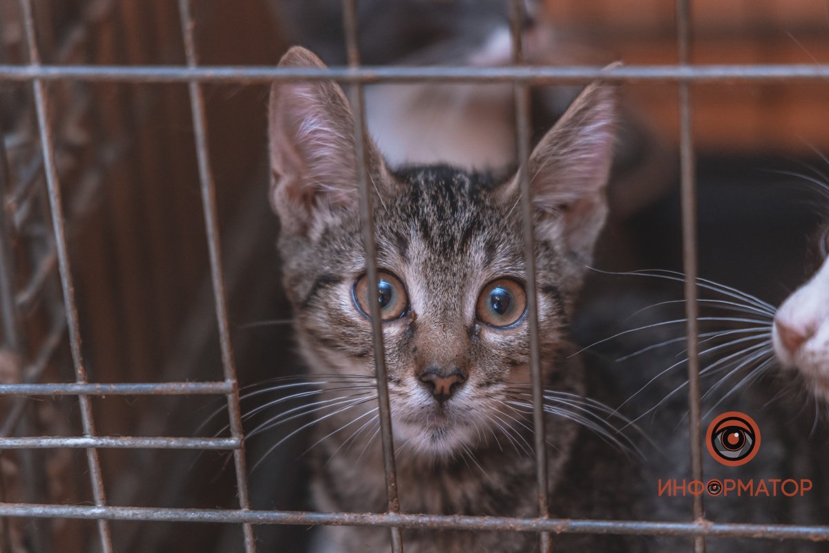 100 животных и один волонтер: в Днепре срочно требуется помощь приюту 20