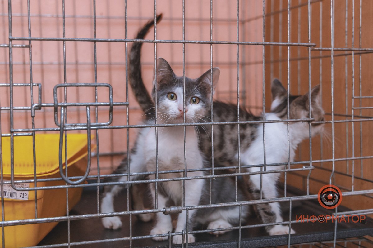 100 животных и один волонтер: в Днепре срочно требуется помощь приюту 21
