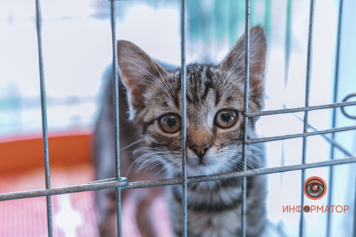 100 животных и один волонтер: в Днепре срочно требуется помощь приюту 22