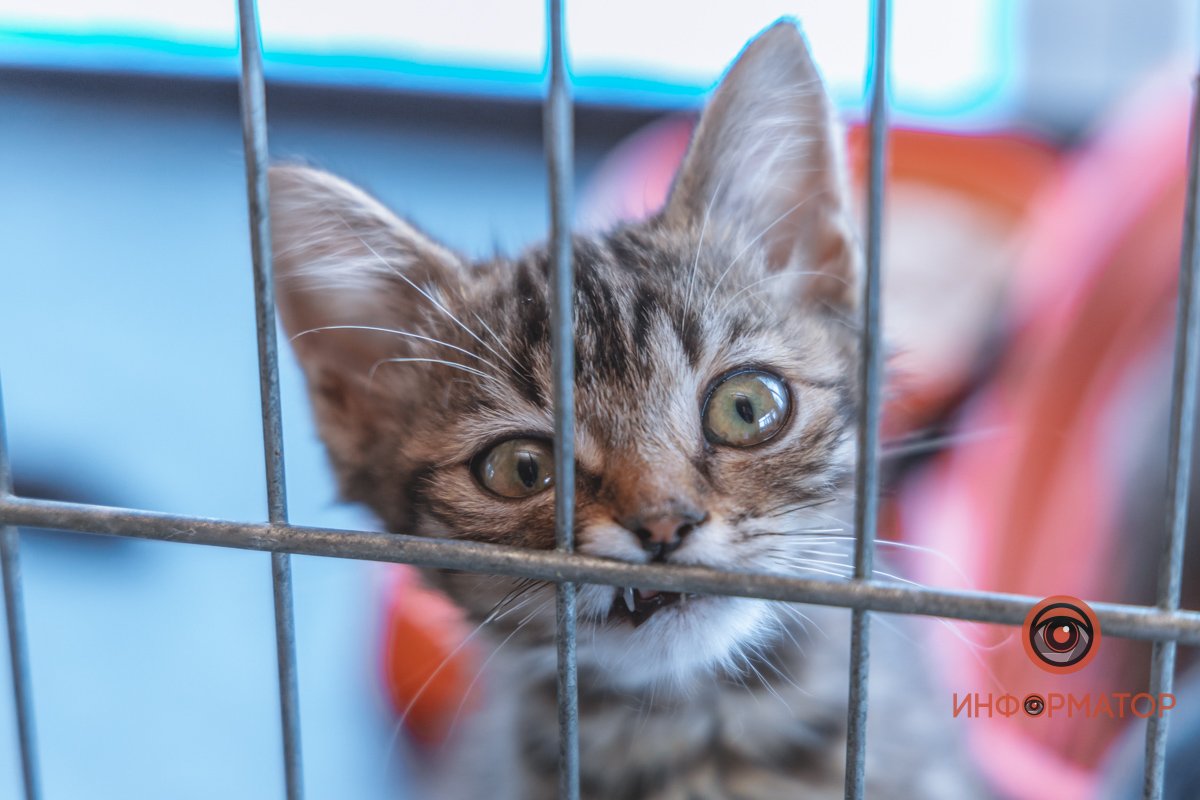 100 животных и один волонтер: в Днепре срочно требуется помощь приюту 23