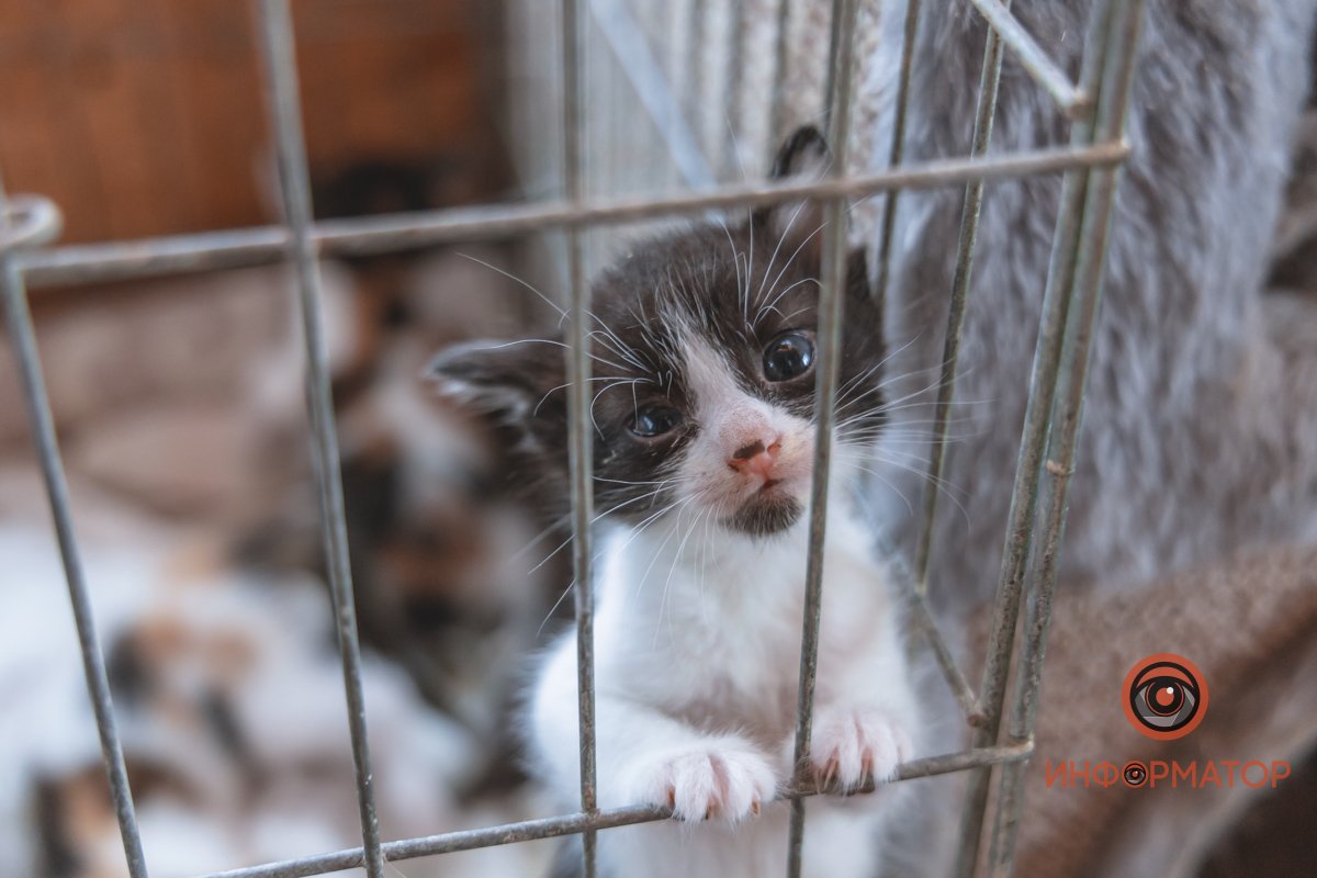 100 животных и один волонтер: в Днепре срочно требуется помощь приюту 24