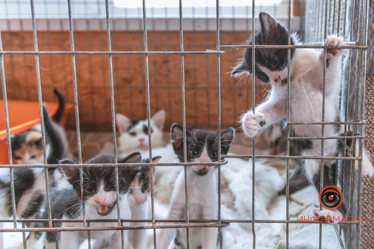 100 животных и один волонтер: в Днепре срочно требуется помощь приюту 25