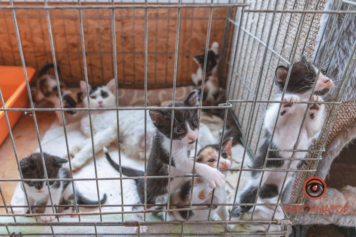 100 животных и один волонтер: в Днепре срочно требуется помощь приюту 26