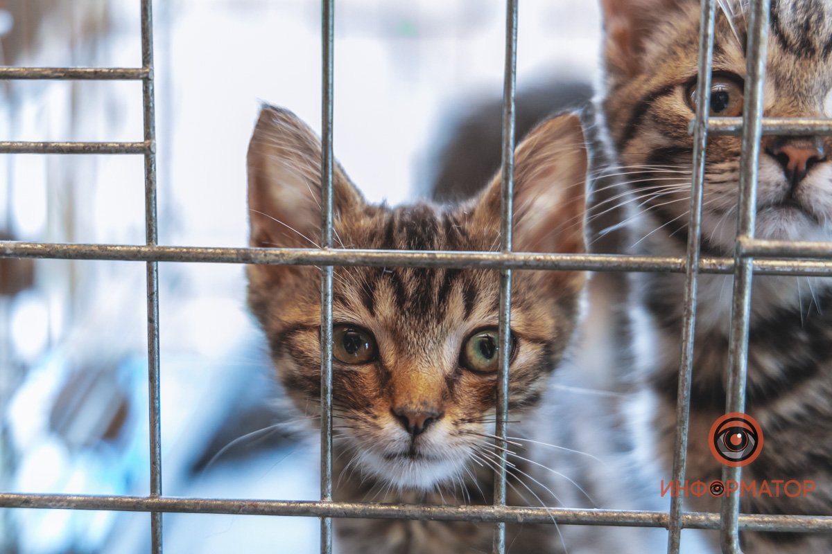 100 животных и один волонтер: в Днепре срочно требуется помощь приюту 27