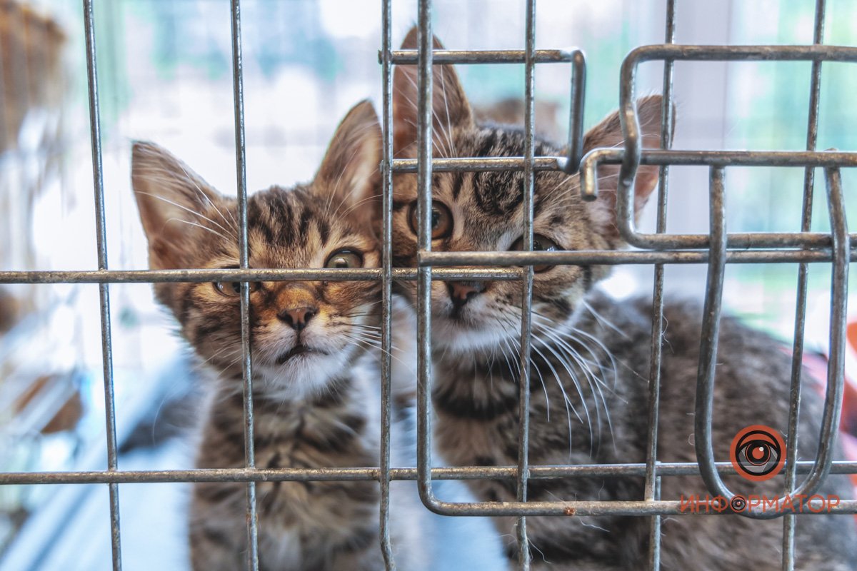 100 животных и один волонтер: в Днепре срочно требуется помощь приюту 28