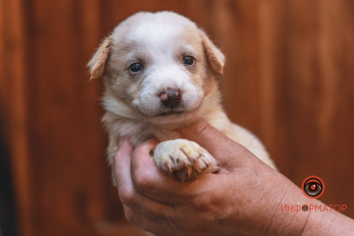 100 животных и один волонтер: в Днепре срочно требуется помощь приюту 30