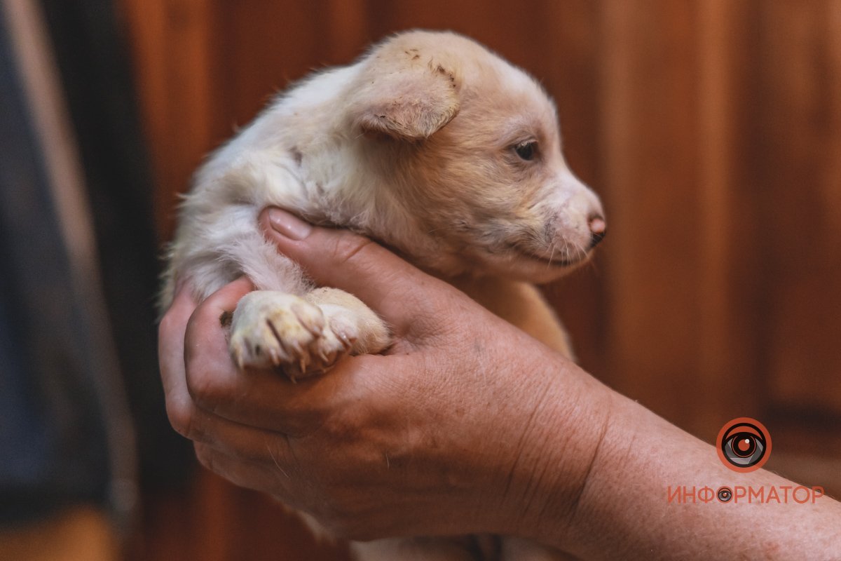 100 животных и один волонтер: в Днепре срочно требуется помощь приюту 31