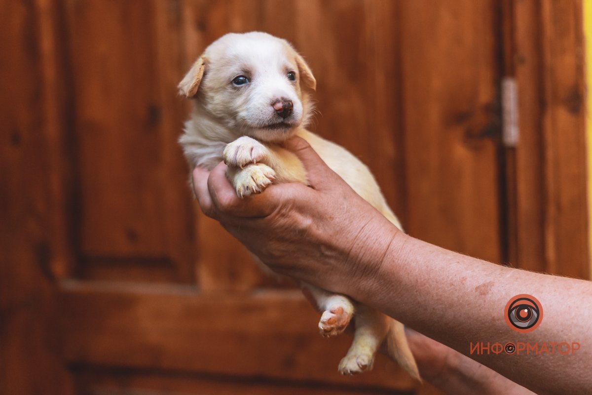 100 животных и один волонтер: в Днепре срочно требуется помощь приюту 32