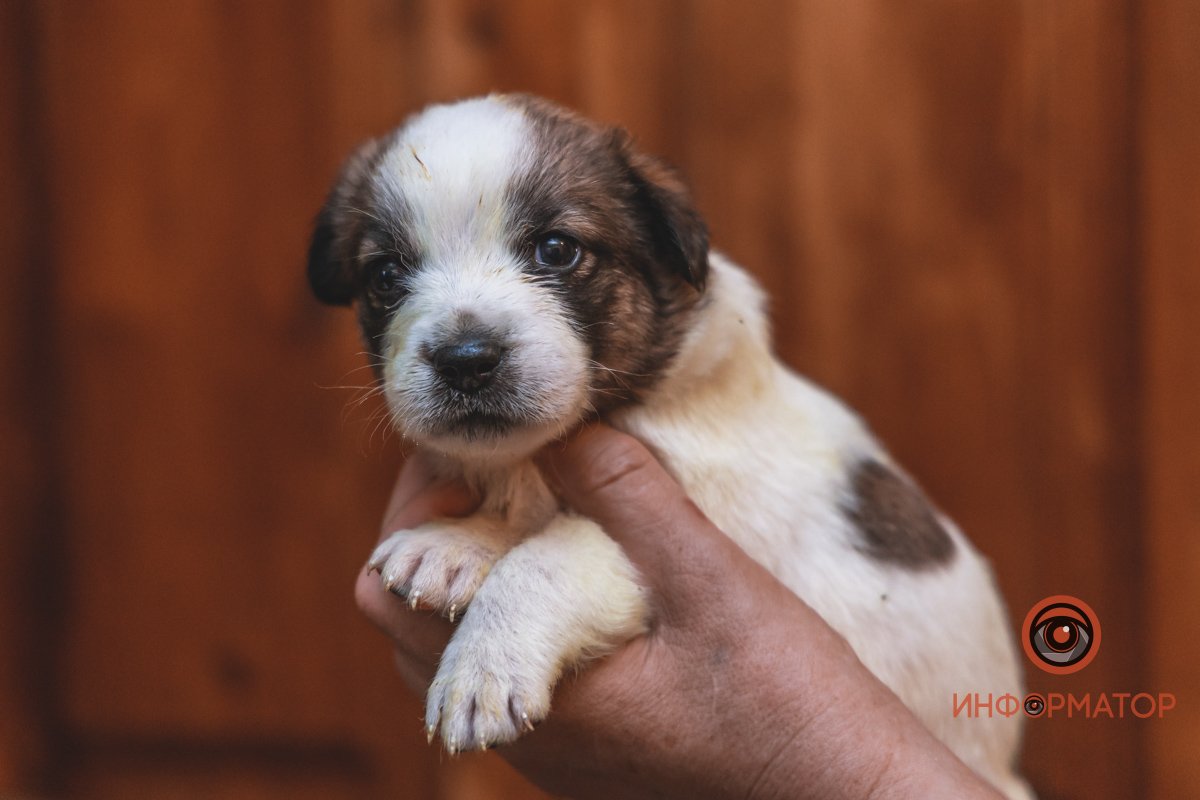 100 животных и один волонтер: в Днепре срочно требуется помощь приюту 33