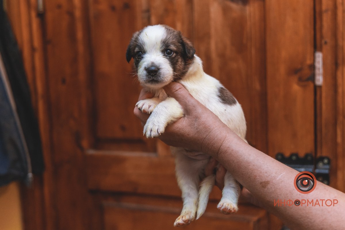 100 животных и один волонтер: в Днепре срочно требуется помощь приюту 34