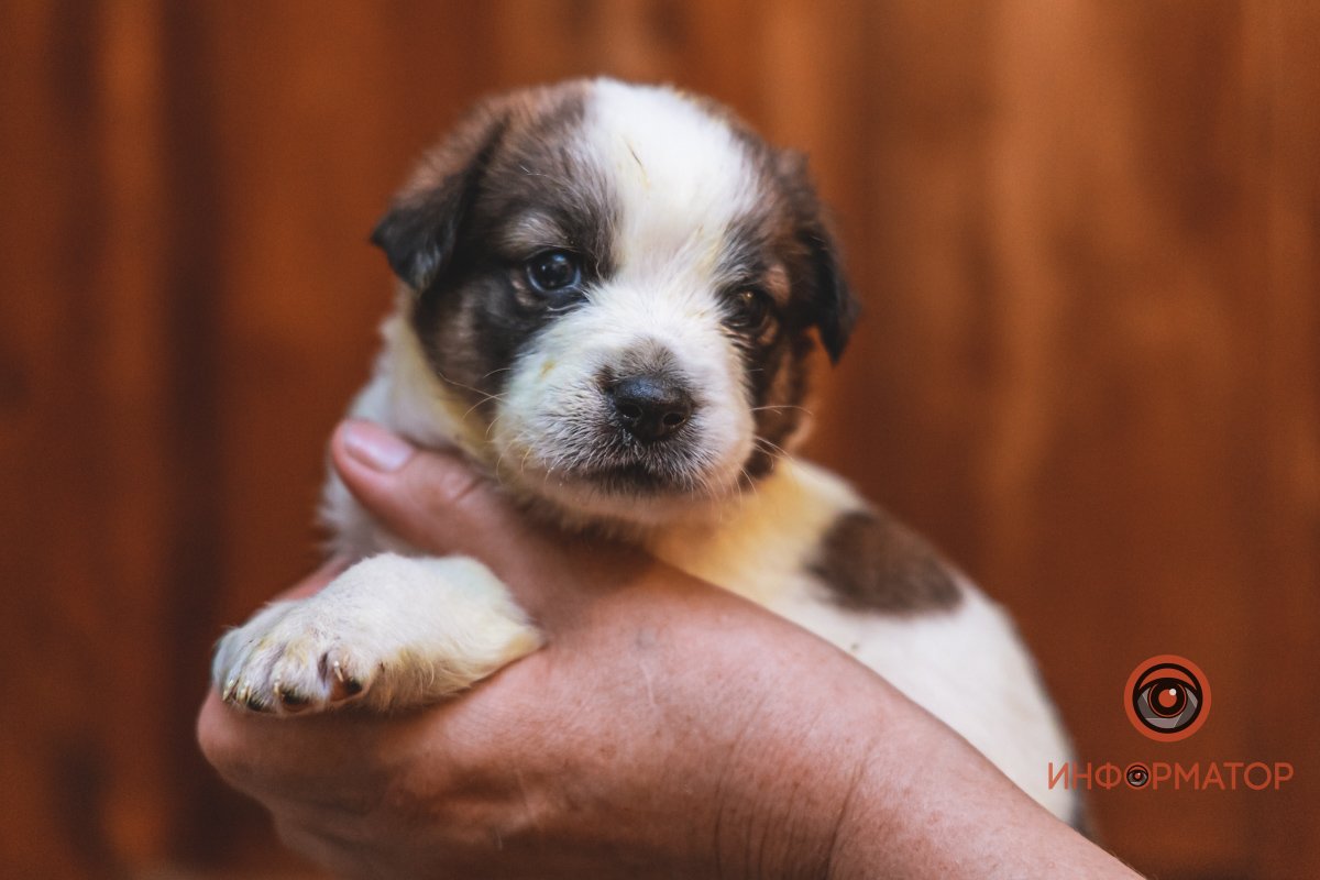 100 животных и один волонтер: в Днепре срочно требуется помощь приюту 35