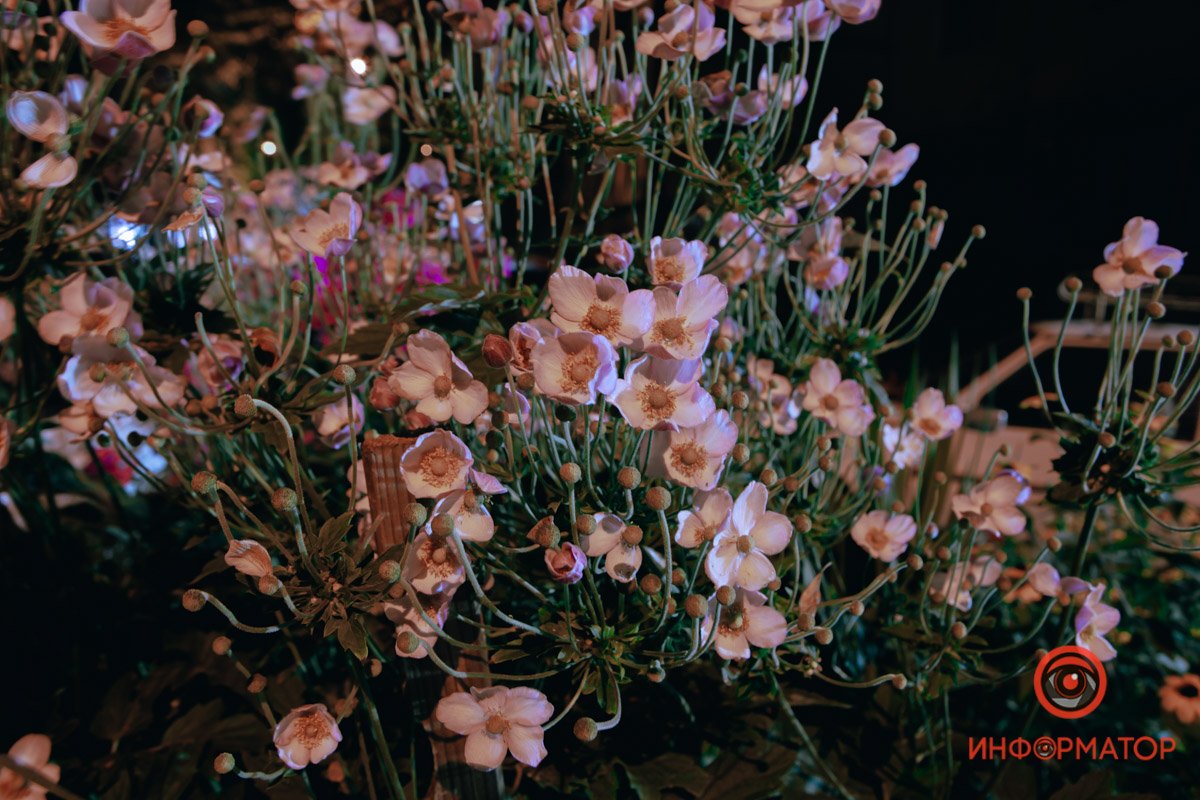 Цветы прекрасны в любое время суток Цветы прекрасны в любое время суток