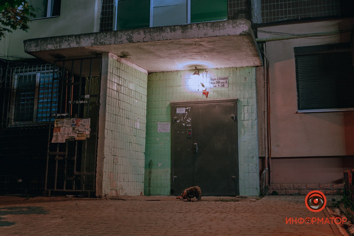 Чей пес? Чей пес?