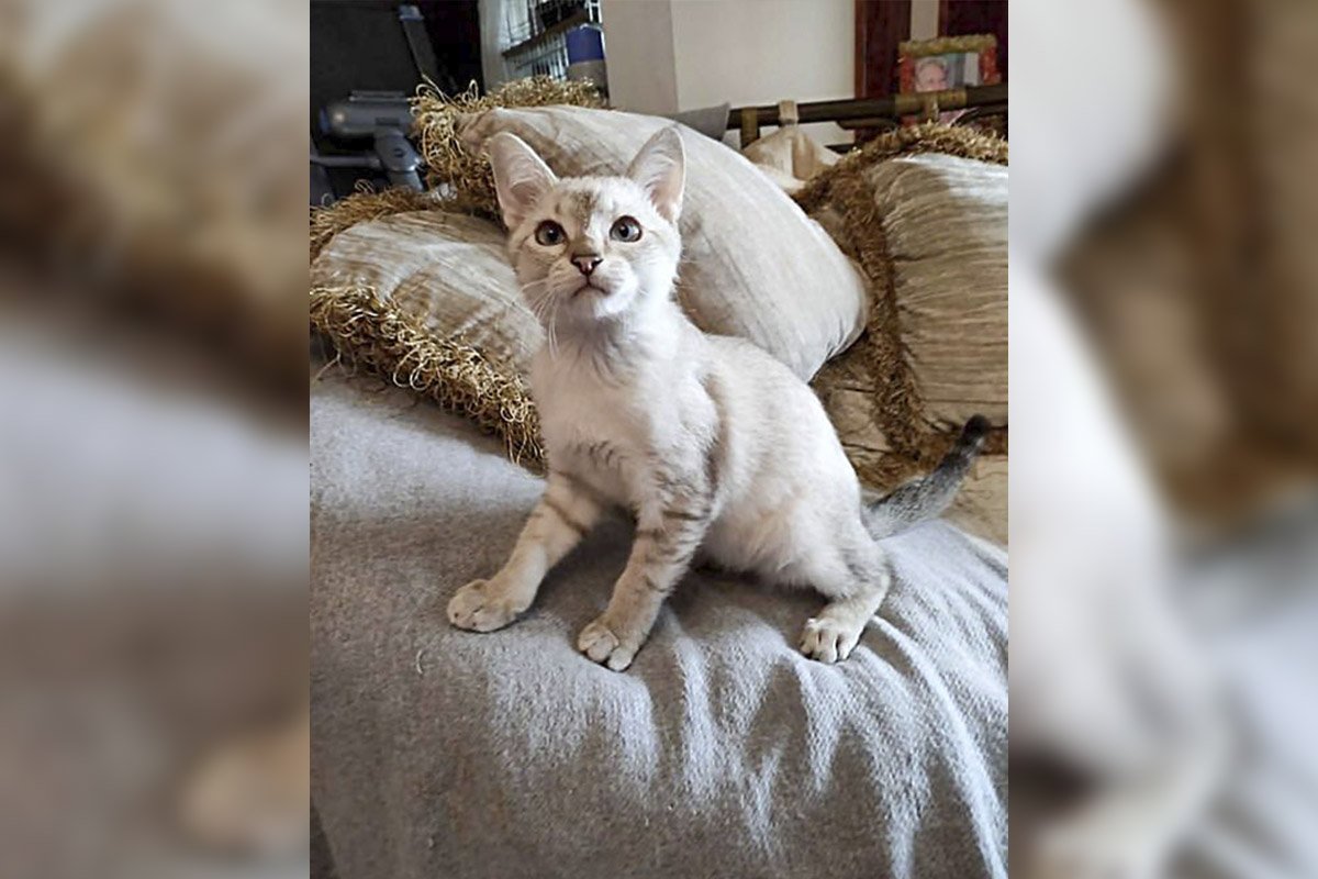 Котенок Лукас