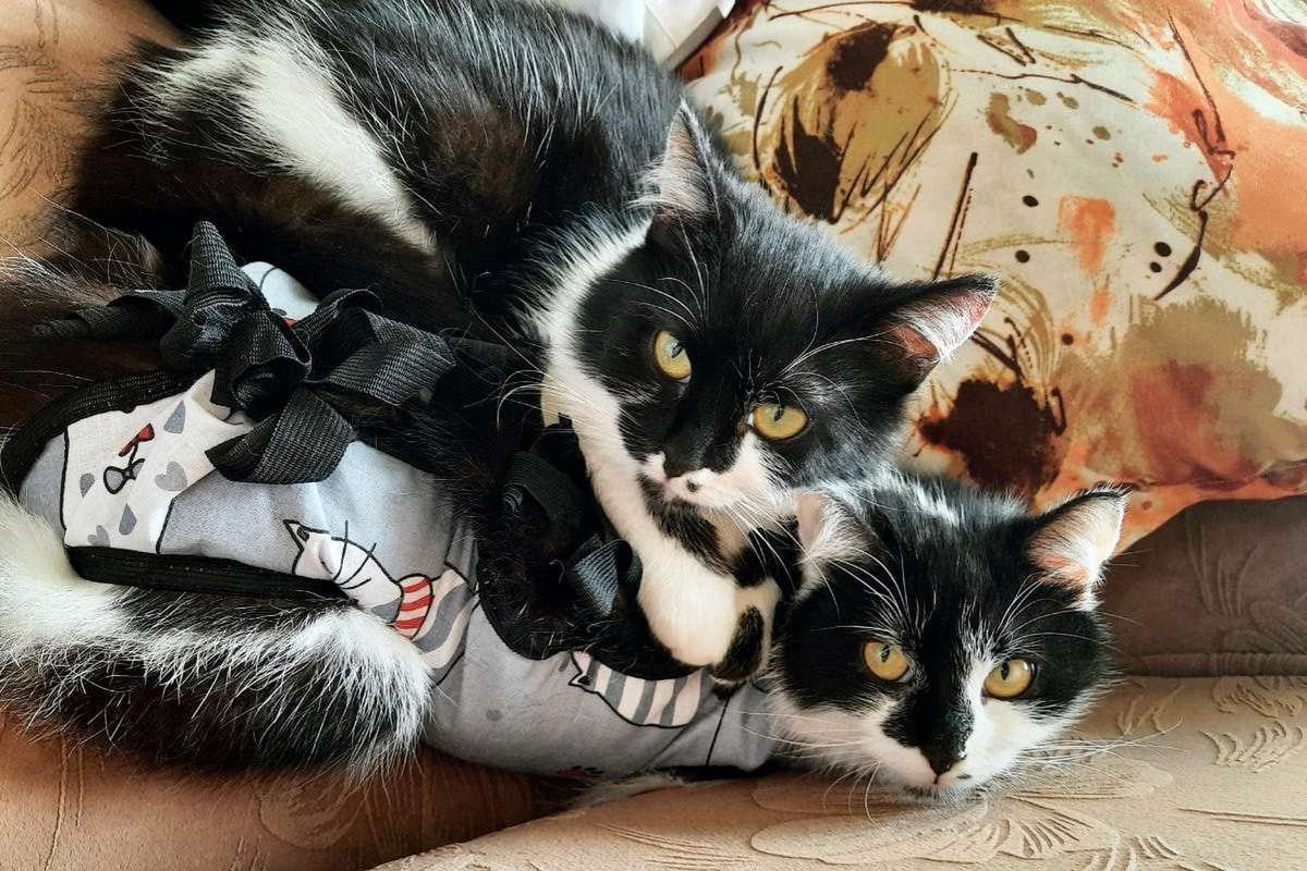 Две кошечки ищут одну семью Две кошечки ищут одну семью