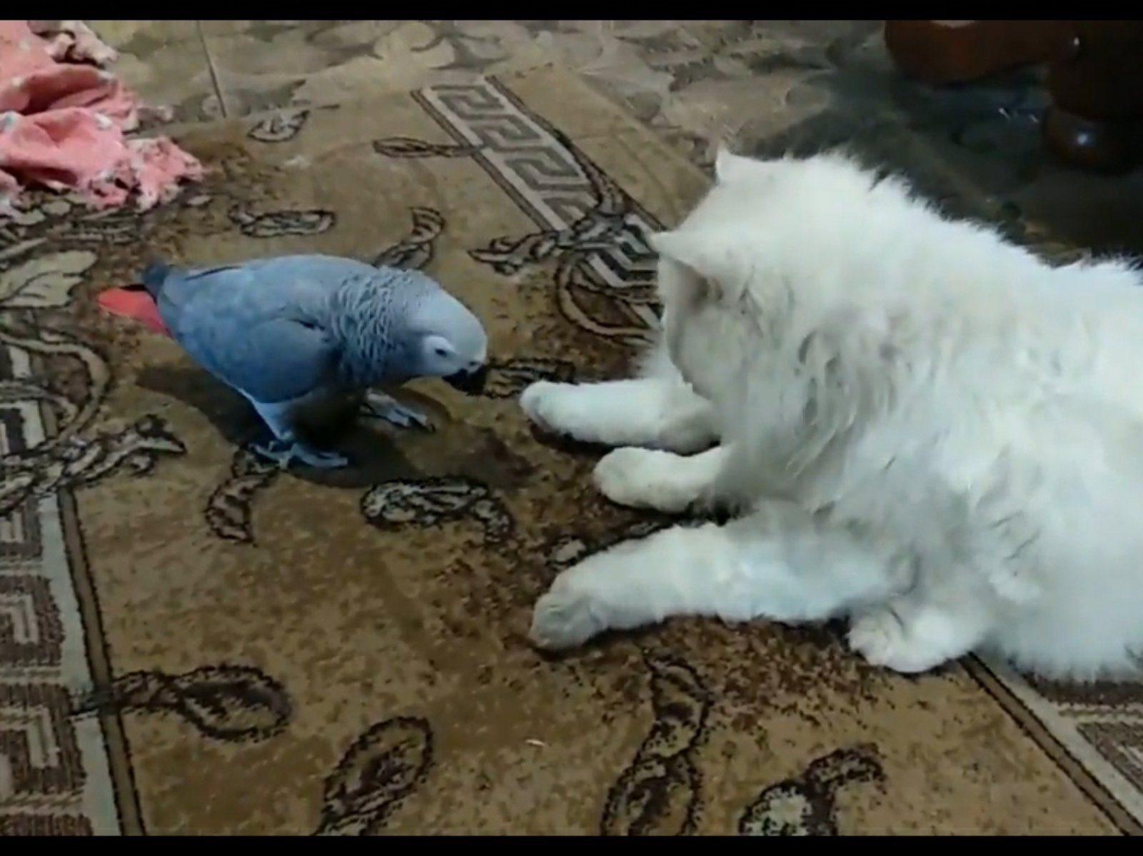 В Днепре пропало много животных: помогите найти 1