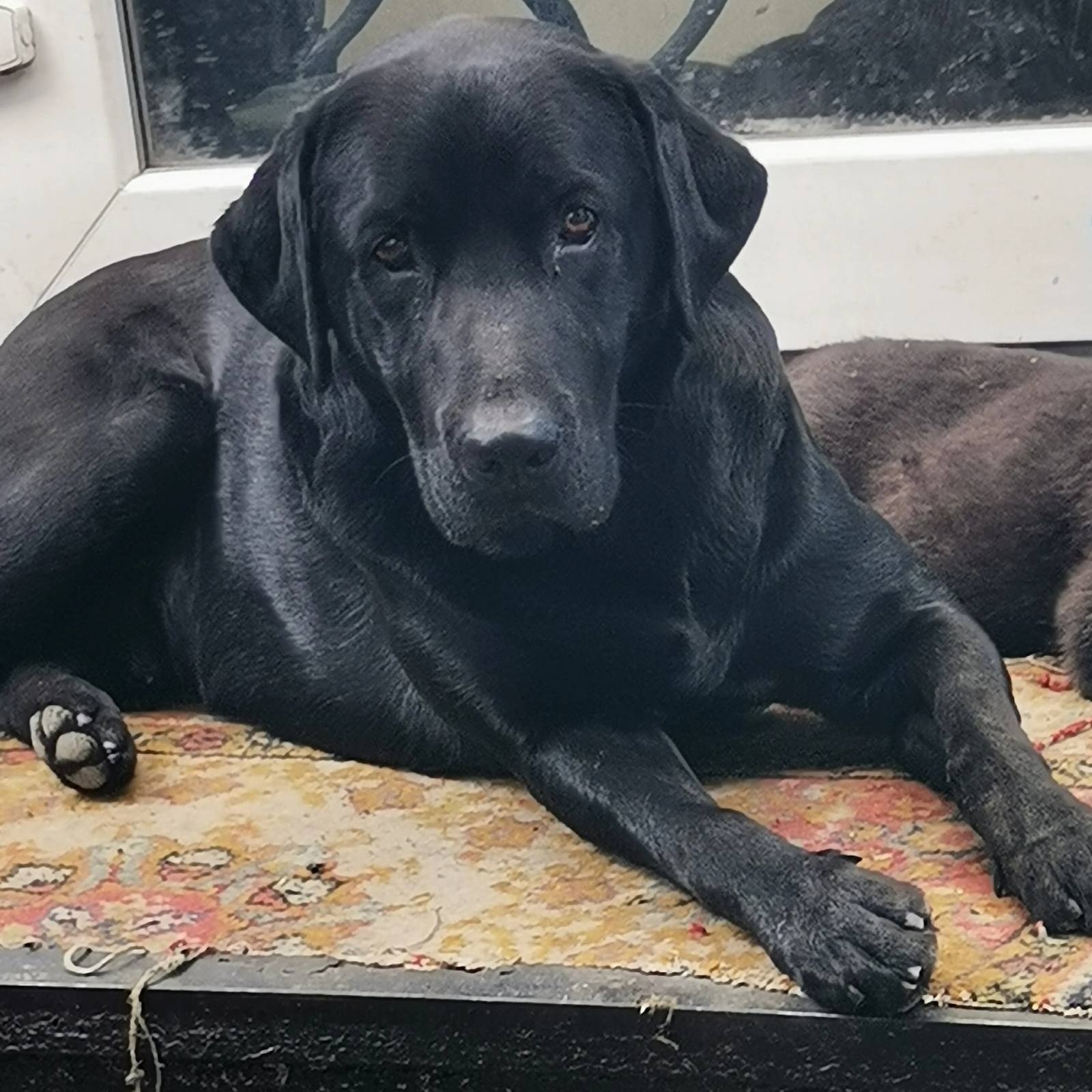 В Днепре пропало много животных: помогите найти 2