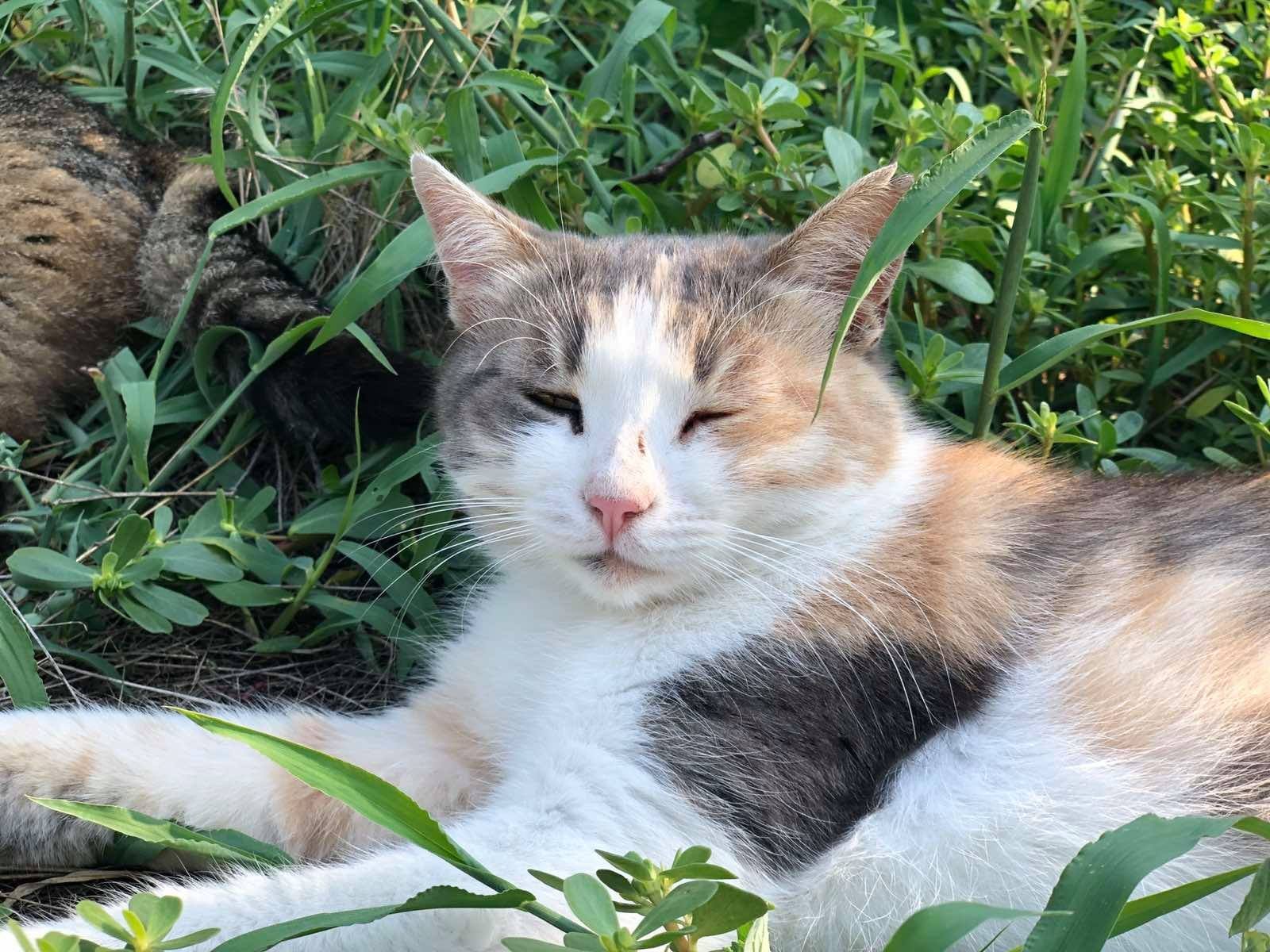 В Днепре пропало много животных: помогите найти 3