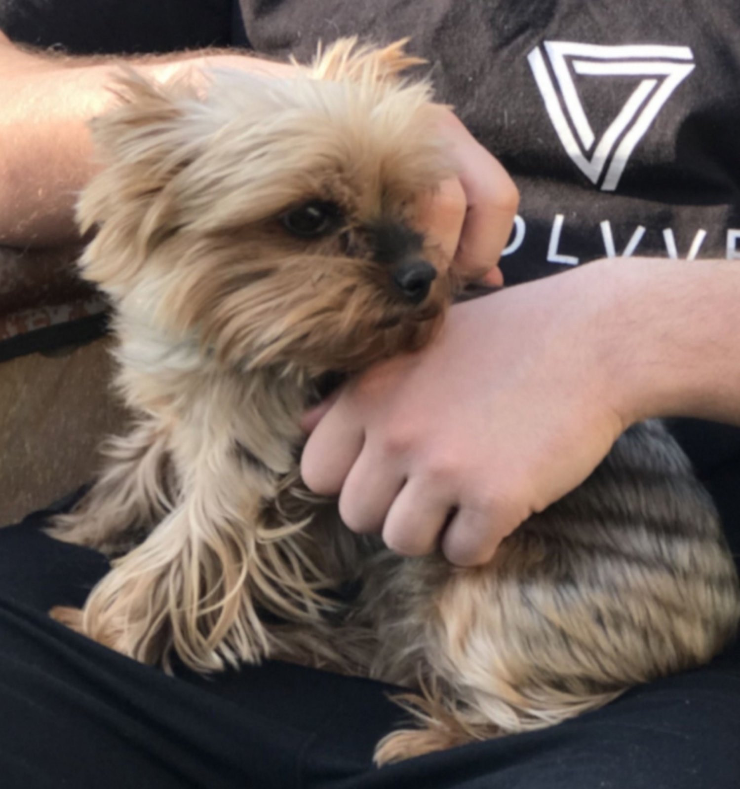 В Днепре пропало много животных: помогите найти 4