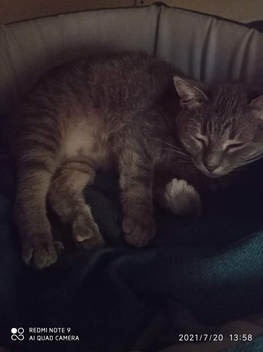 В Днепре пропало много животных: помогите найти 5