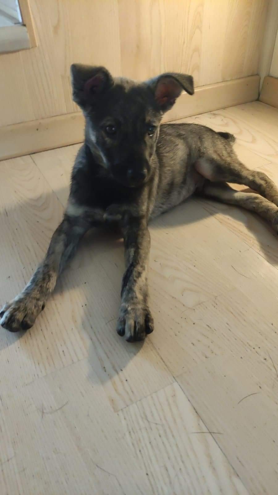 В Днепре пропало много животных: помогите найти 6