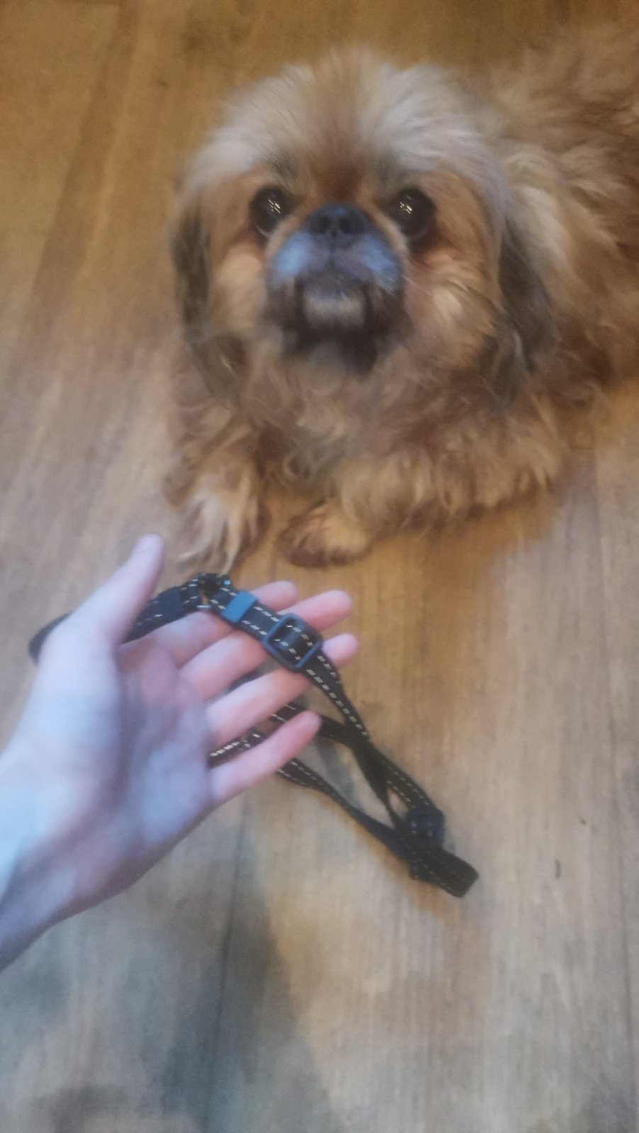 В Днепре пропало много животных: помогите найти 7