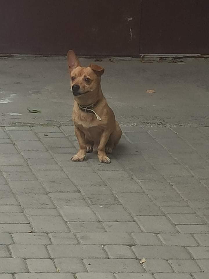 В Днепре пропало много животных: помогите найти 8