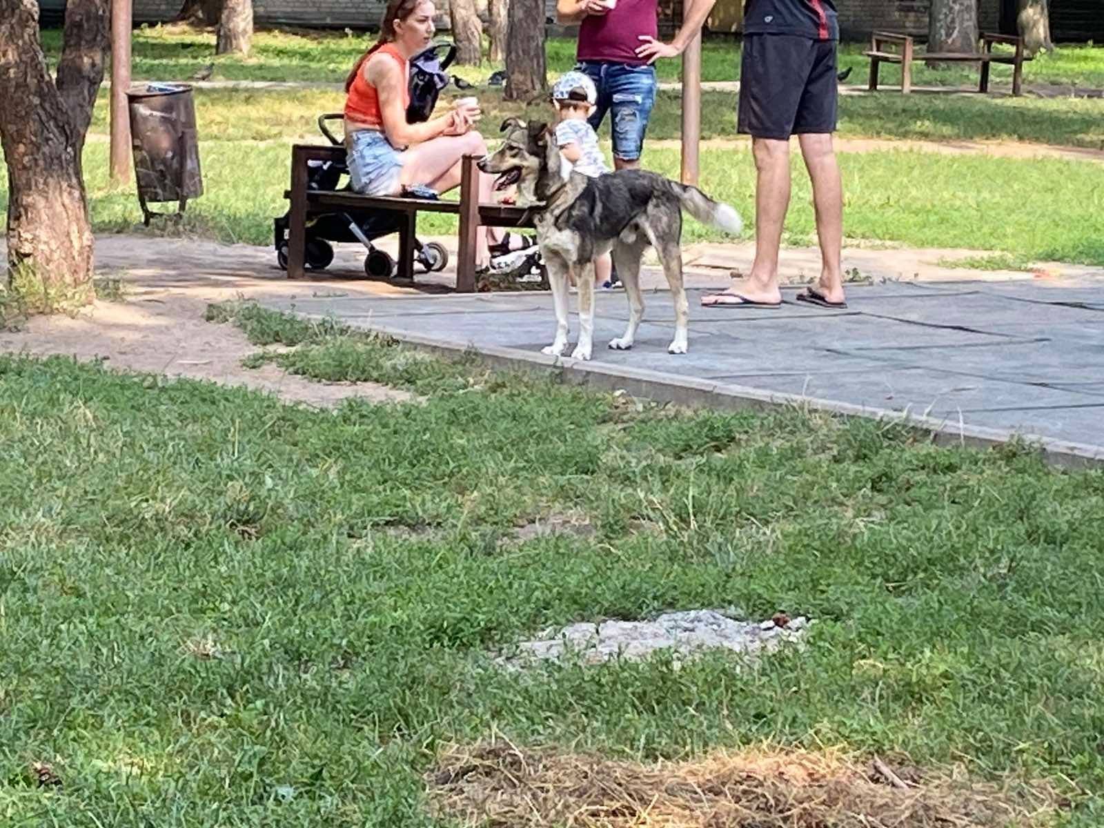 В Днепре пропало много животных: помогите найти 9