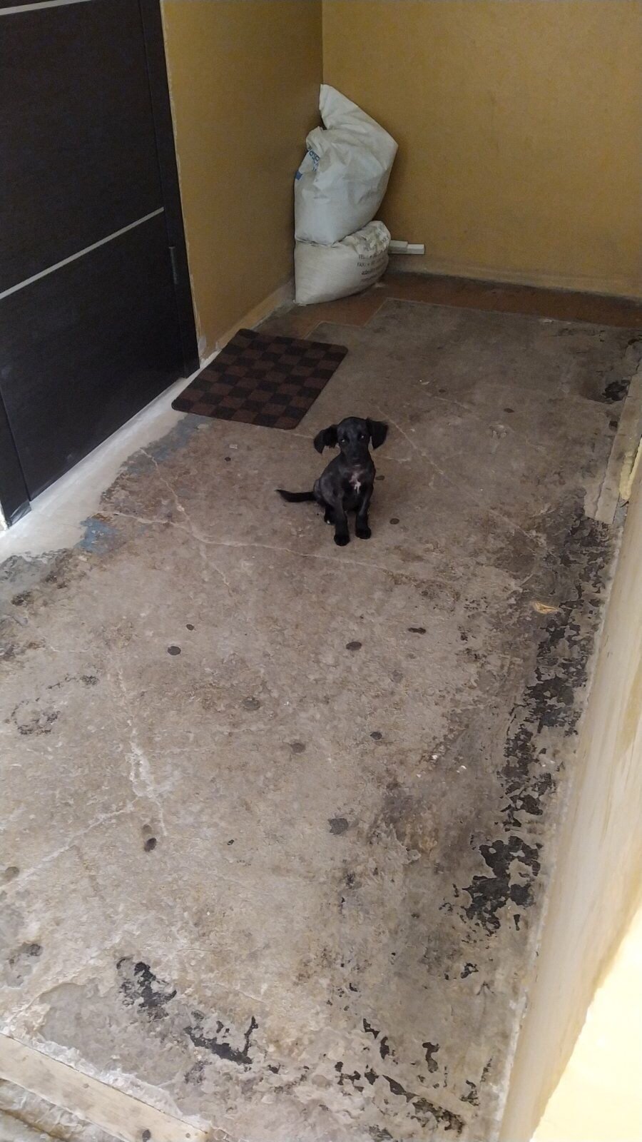 В Днепре пропало много животных: помогите найти 10