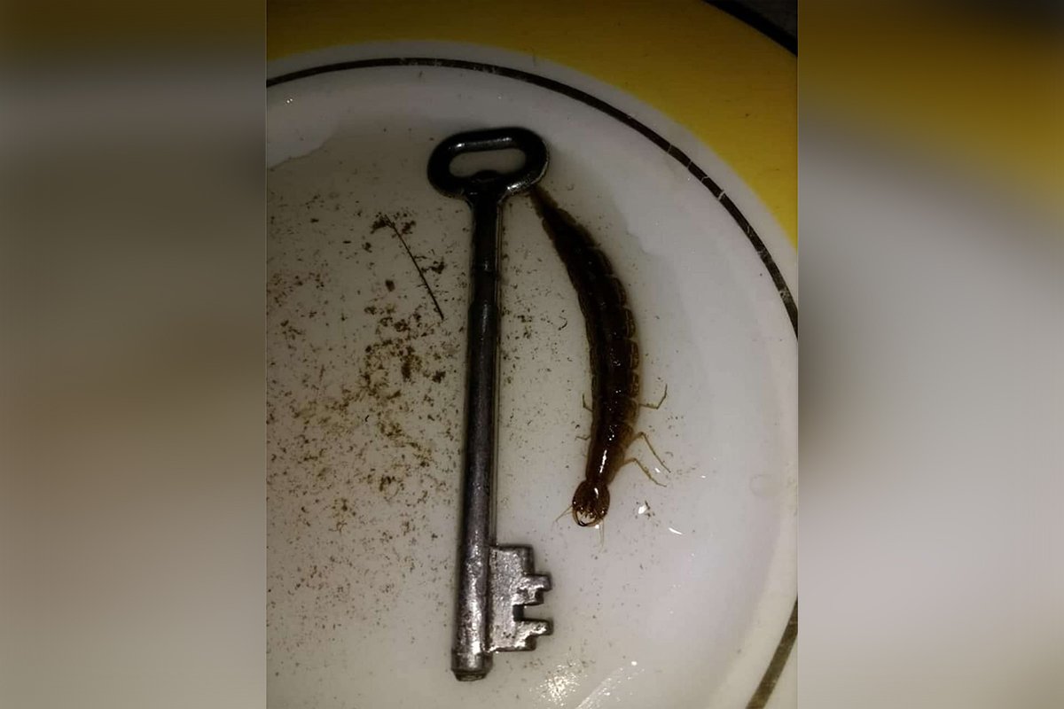 Необычное насекомое, которое поймали в Днепре, оказалось личинкой жука-плавунца 1