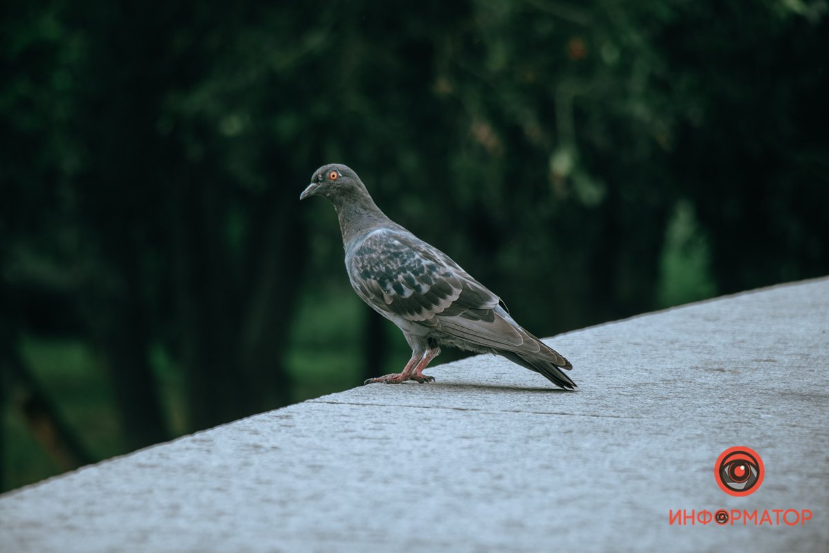 Даже голубь в шоке