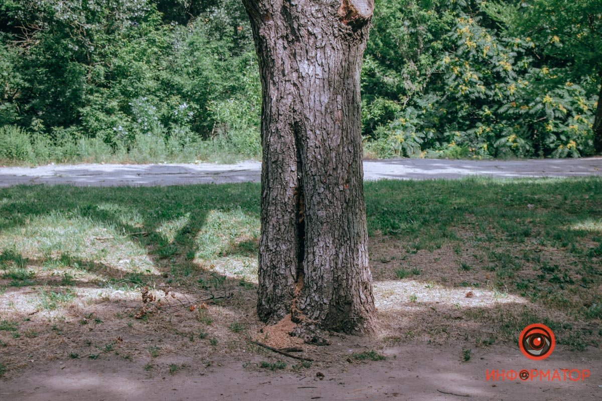 На Красном Камне рой шершней напал на девушку