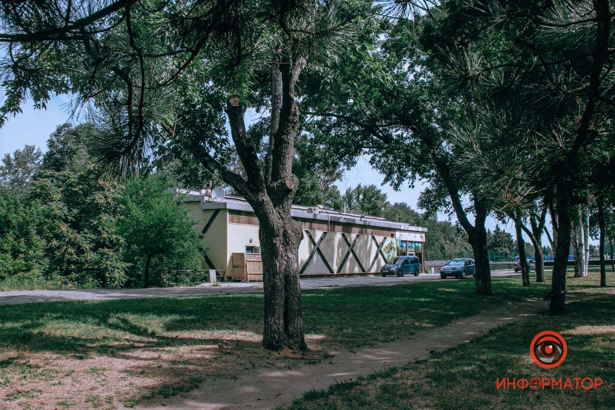 Рой поселился в дереве возле тропинки