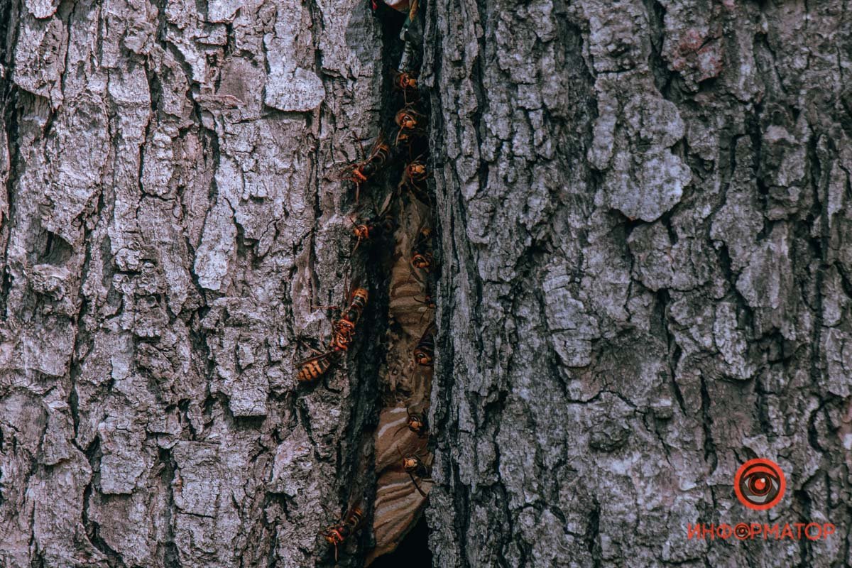 Нежелательные соседи